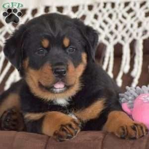 Aurora, Bernese Mountain Dog Mix Puppy